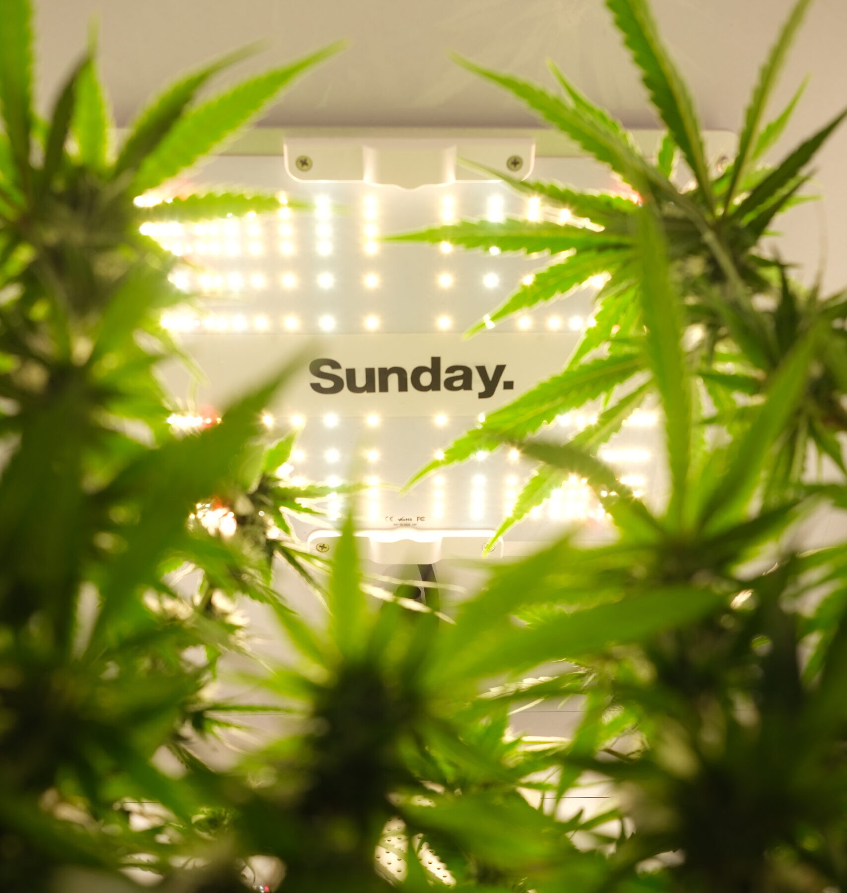 How Sunday’s AI Optimizes the Cannabis plant